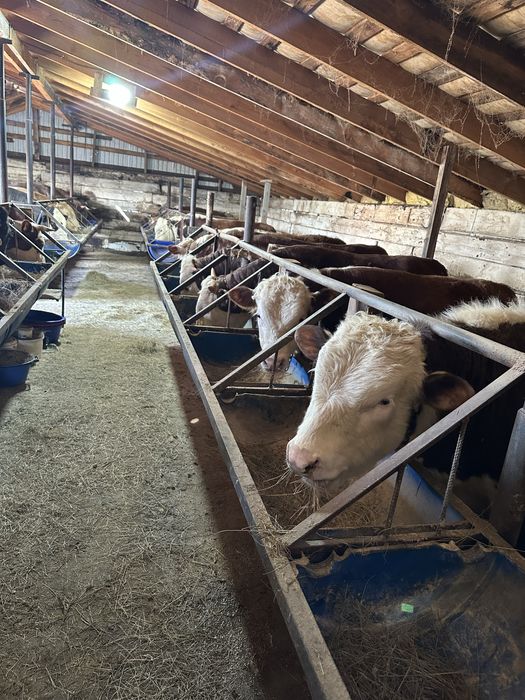 Откорм букалар сатылат