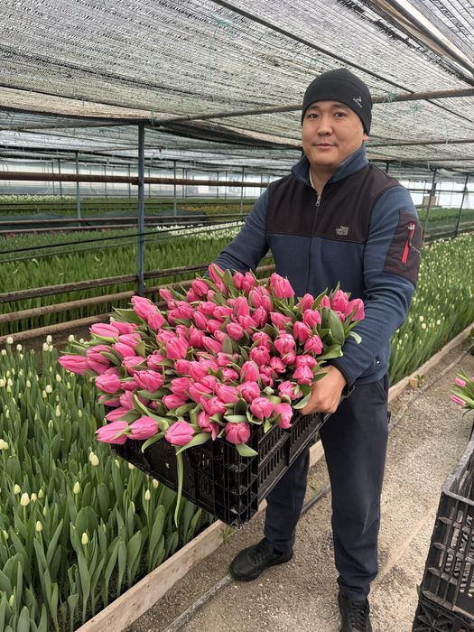 Тюльпаны гиганты 2026