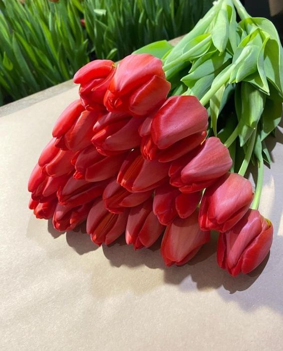 Предзаказ тюльпанов на 8 марта