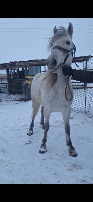 Продам жеребца .