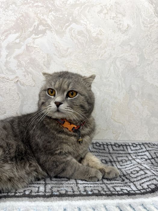Scottish Fold sotiladi Narxi 500.000