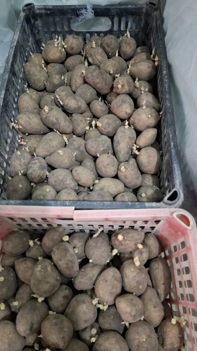 Картошка уруглик сотилади.