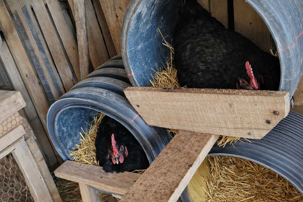 Продавам Австралорп 8+1