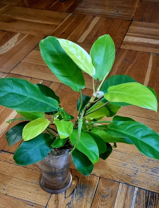 Цветы комнатные от 2500