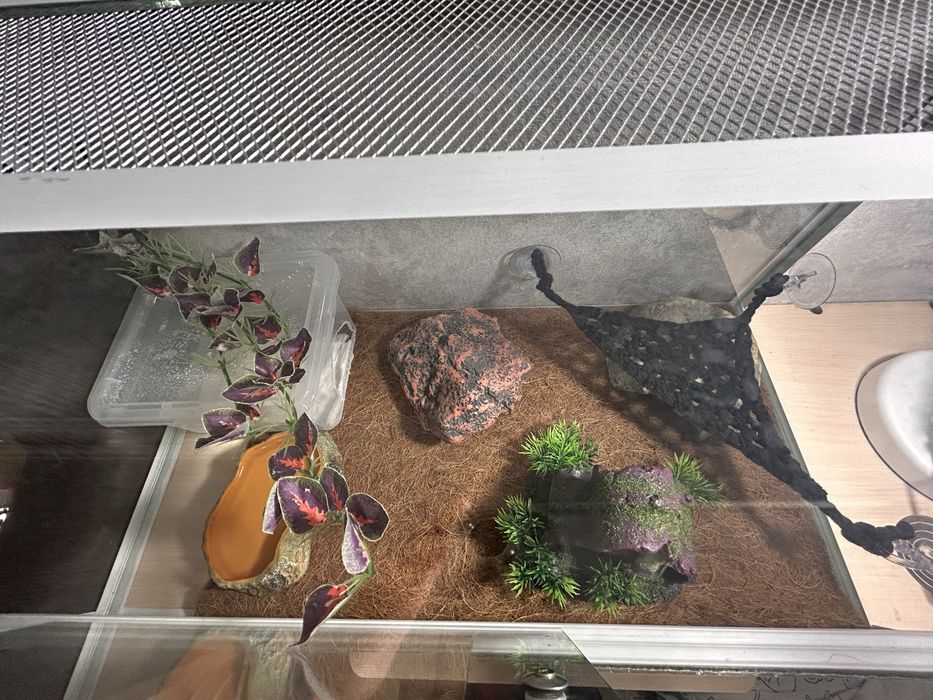 Эублефар с террариумом