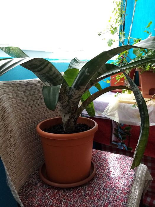 Vand o planta matura de interior Aechmea Primera