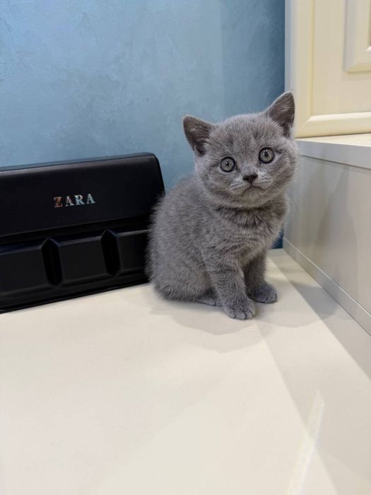 Кошка скотиш страйт