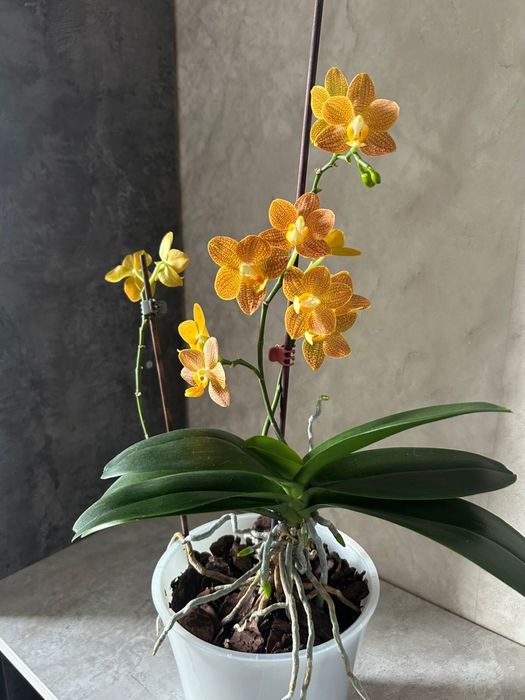 Орхидеи,Цветы Домашние