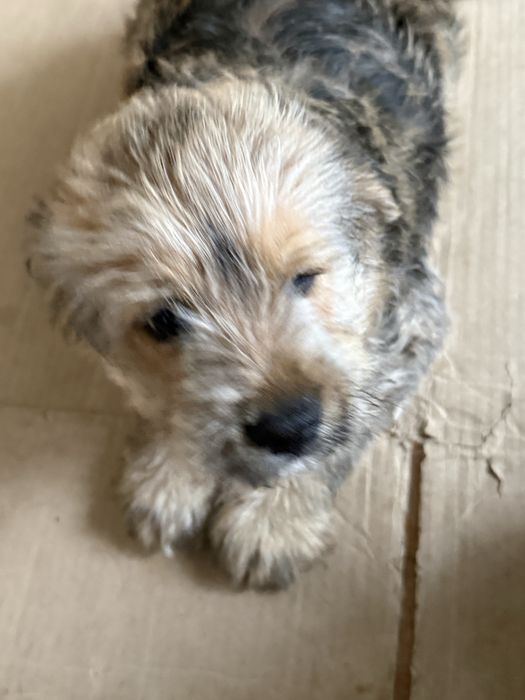 Catelusi spre adoptie