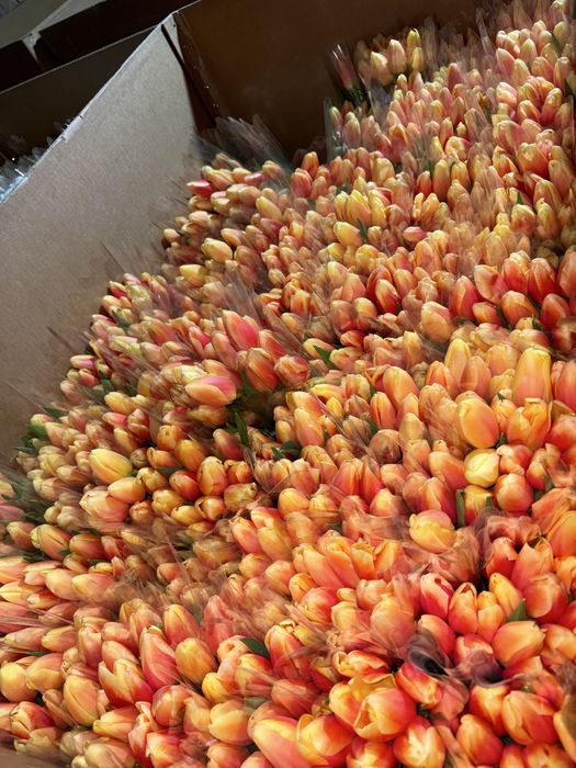 Оптом тюльпаны астана бутон 8 см