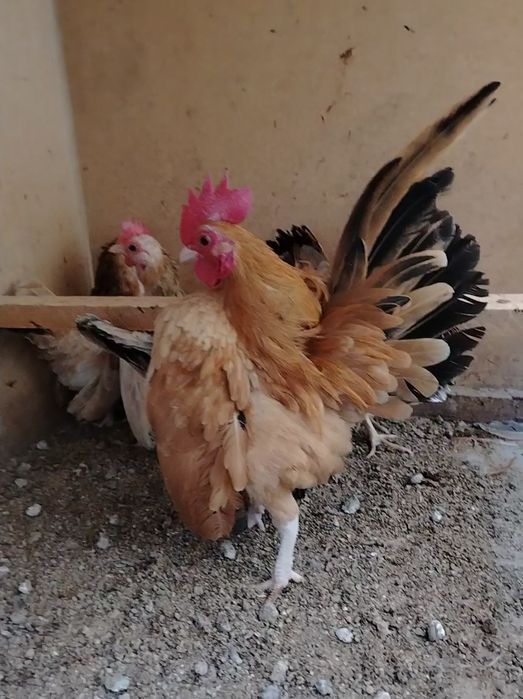 Transseksuallar tomonidan sikilgan qizlar porno video