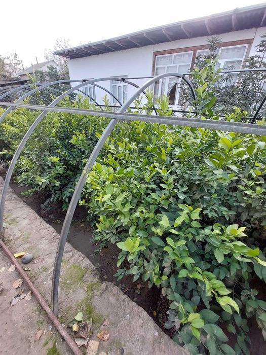 Limon daraxti tupi bilan sotiladi