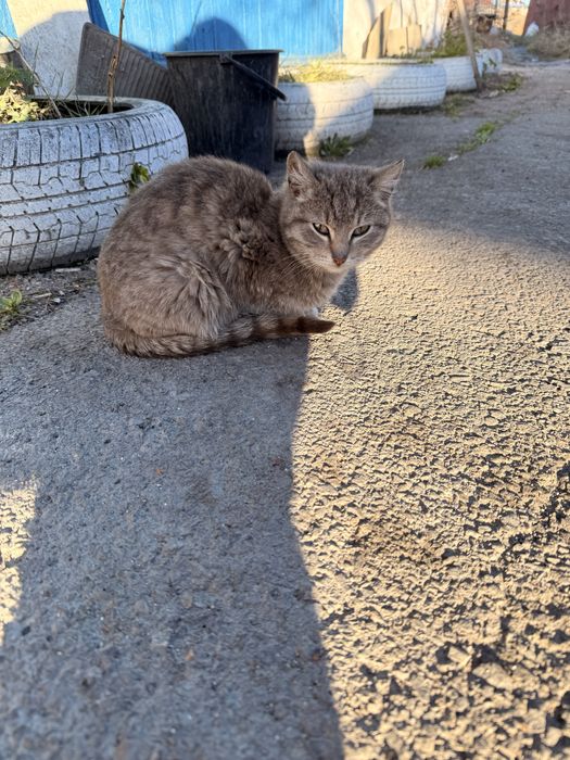 Отдаю кошек, котов