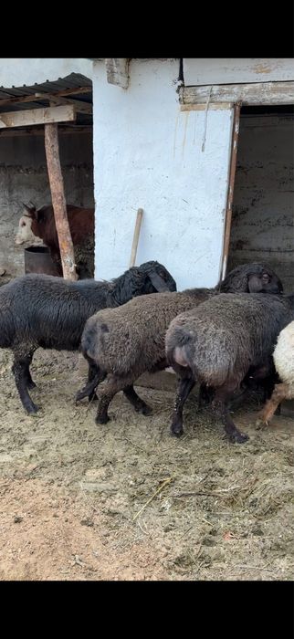 Гиссар қошқар 3шт