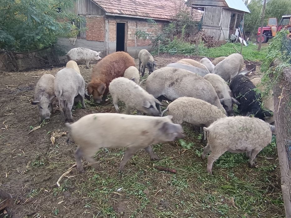 Vând baloți  buni