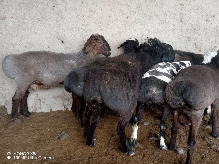 Boqilgan tayyor quchqorlar sotiladi