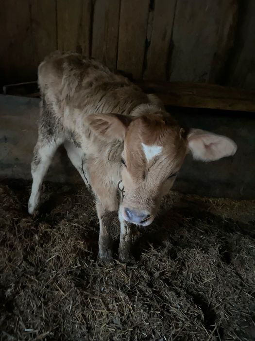 Продаю телят . 140 000 тысяч.