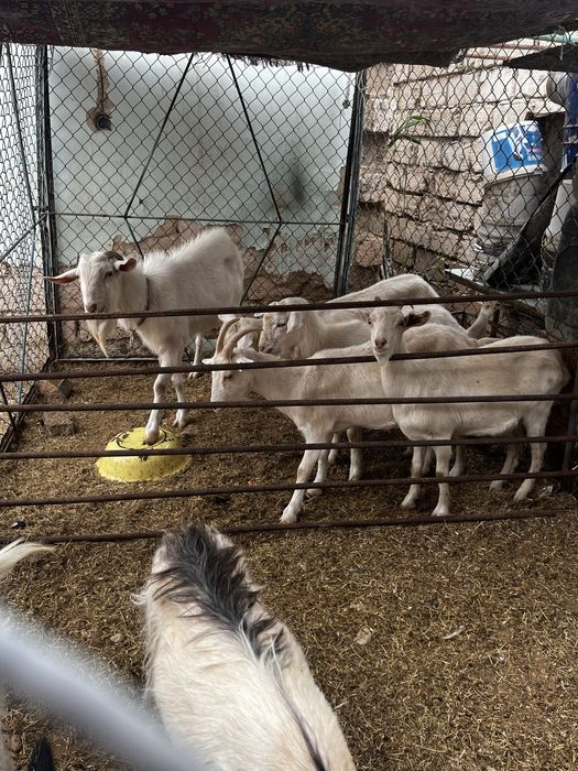 Решотка бар 20 шт ограждения