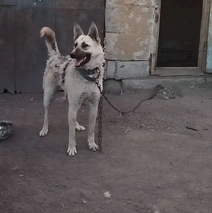 Отдам собаку в добрые руки