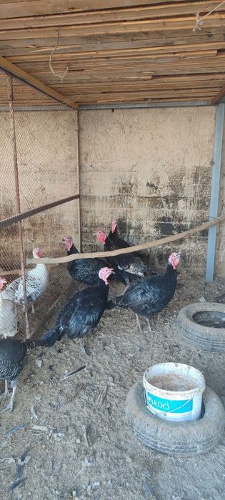 5 ta nar kurka sotiladi