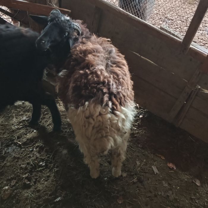 Bugʻoʻz moda qazoqi  barralar sotiladi