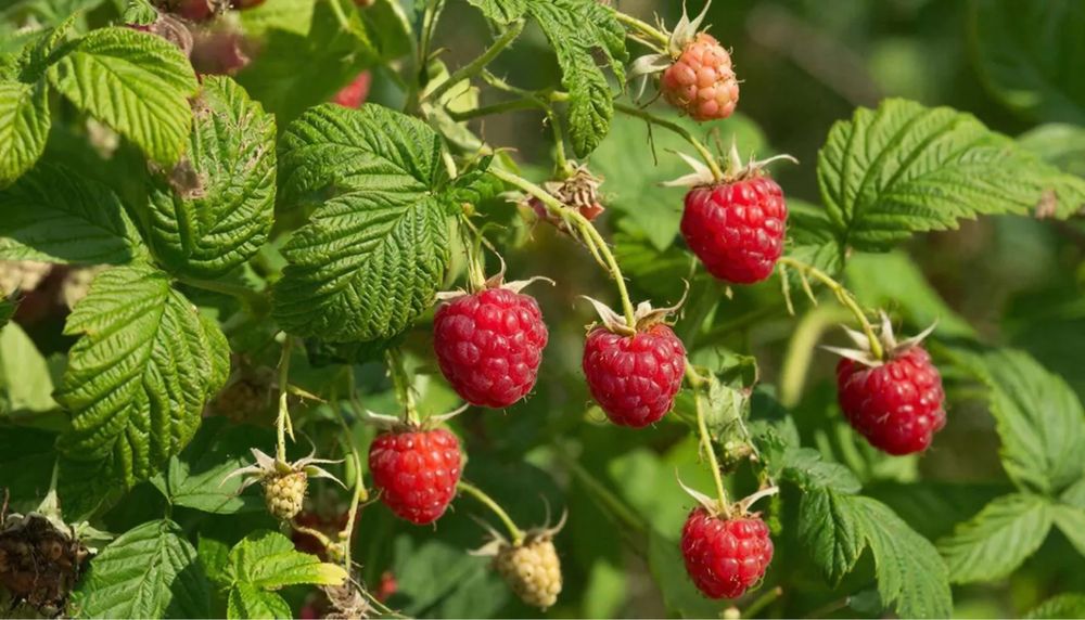 Малина. продам кусты малины