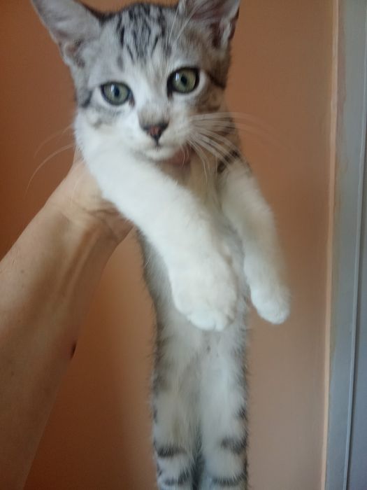 Отдам бесплатно котика