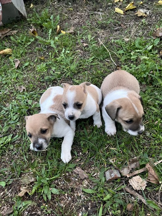 Джак ръсел териер