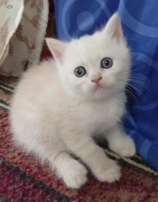 Срочно!Британские котята