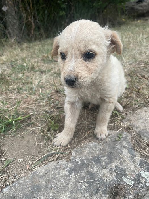 Малки кутрета на почти 1 месец