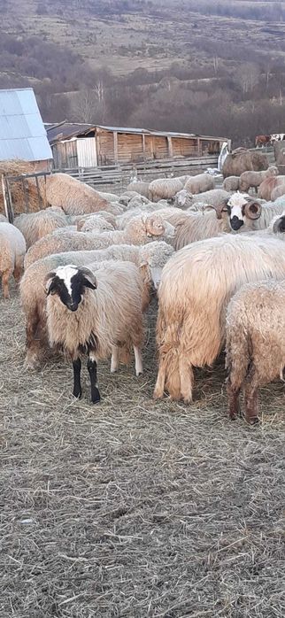 Berbeci breji originali