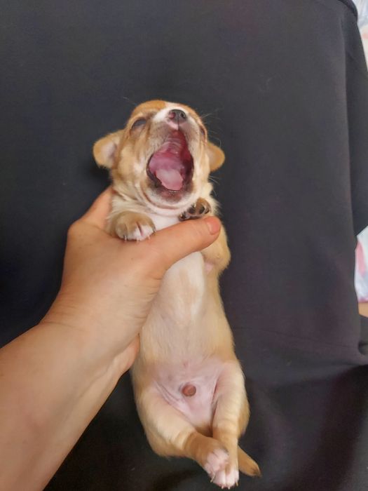 Продаю щенков чихуахуа