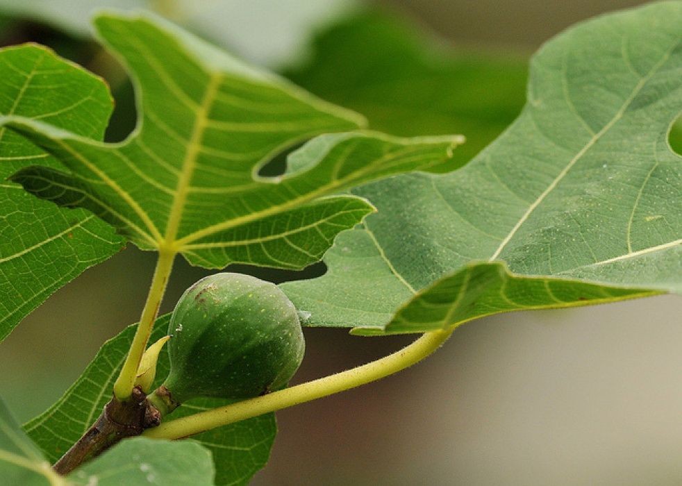 Smochin Românesc Maro 15-30 cm, pentru dulceată.