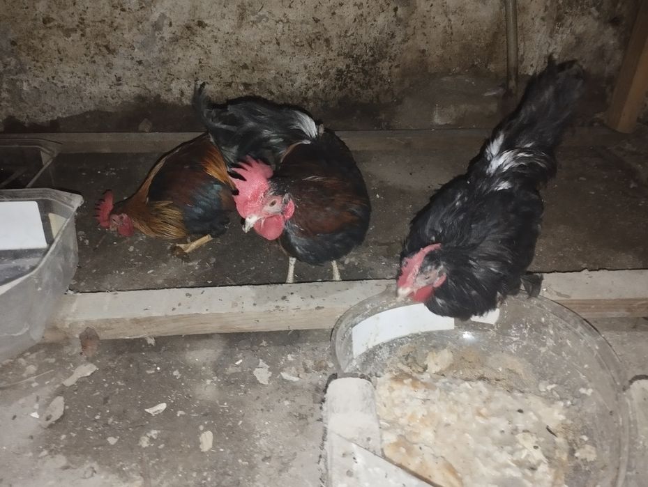 Петушки Бентама голоногие,три штуки.