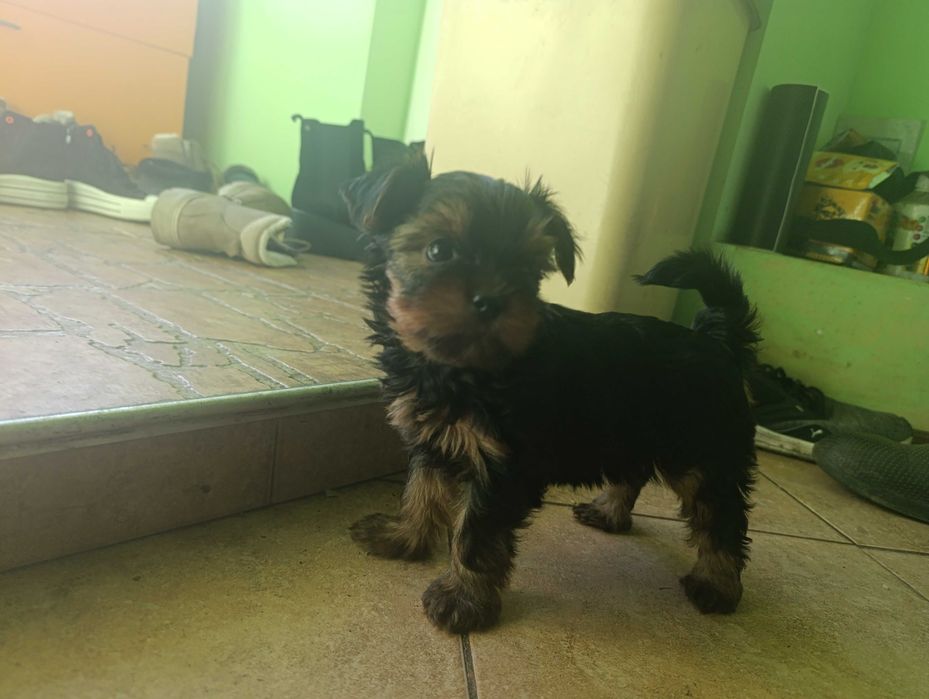 Йоркширски териери