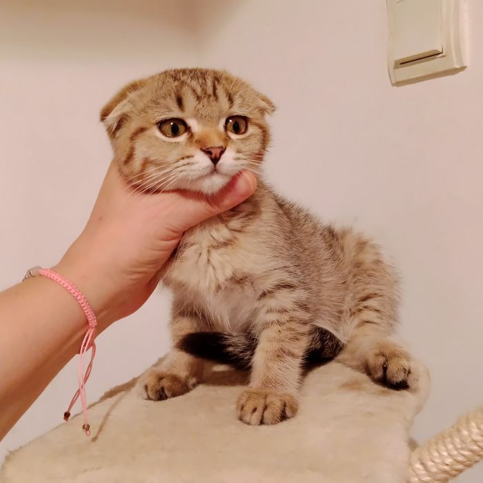 Скоттиш фолд чистокровная золотистая табби девочка очень умненькая