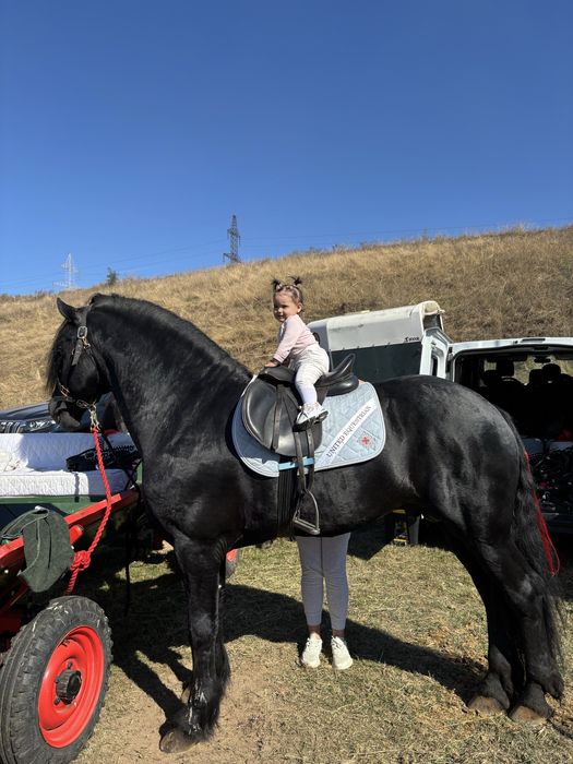Armasar de 6 ani frizian si iapa gestanta de 4 ani  cu pedigree si acte de olanda