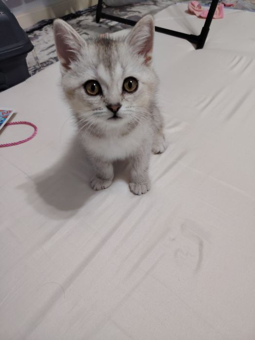 Британская короткошерстная