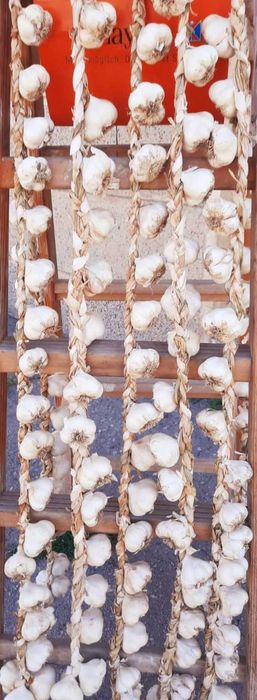 Български зимен чесън собствено производство! Без химикали и пестециди