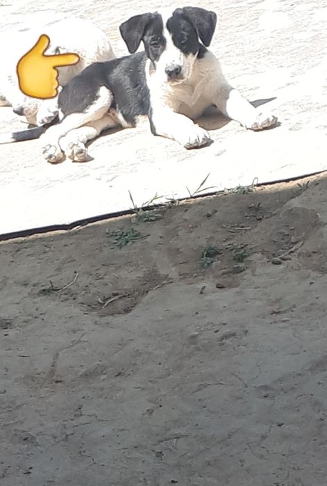 Alabay Алабай щенок