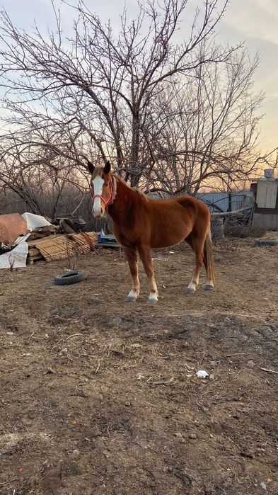 Продам кобыла буаз бие