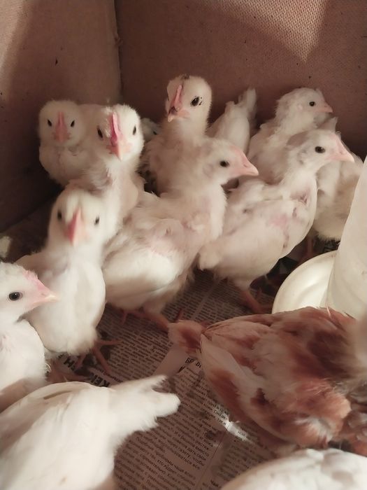 Цыплята домашние несушки