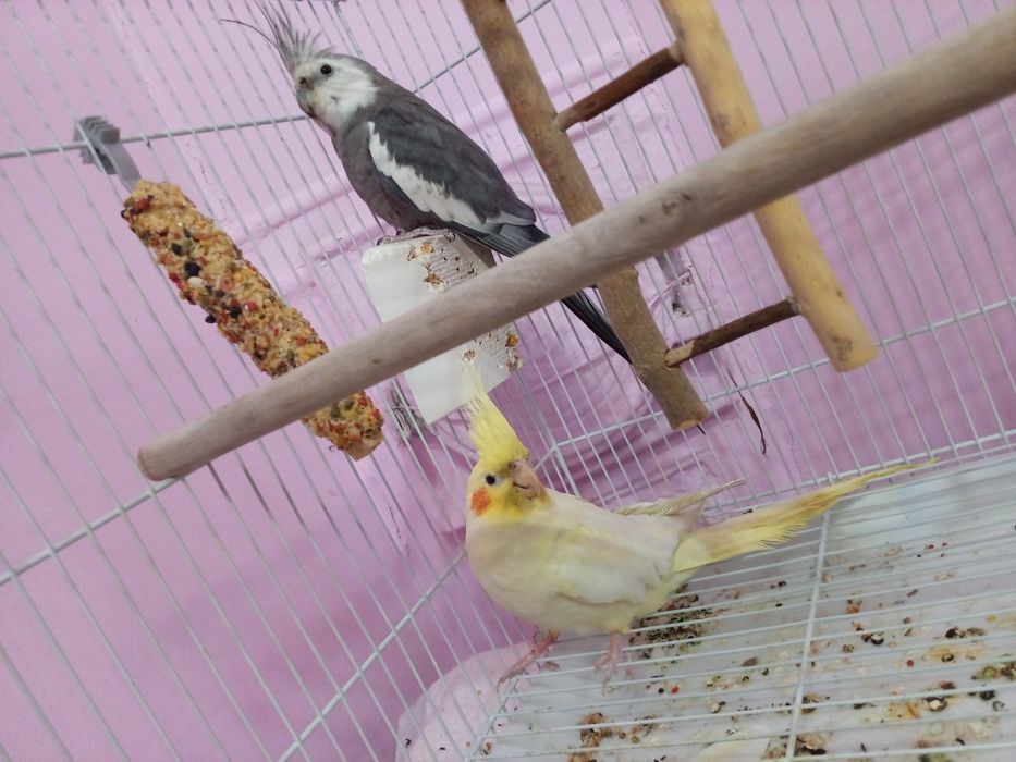 Продам попугаев Корелл