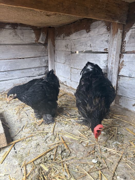 Vand cochinchina pitic negru oferta limitata !!!