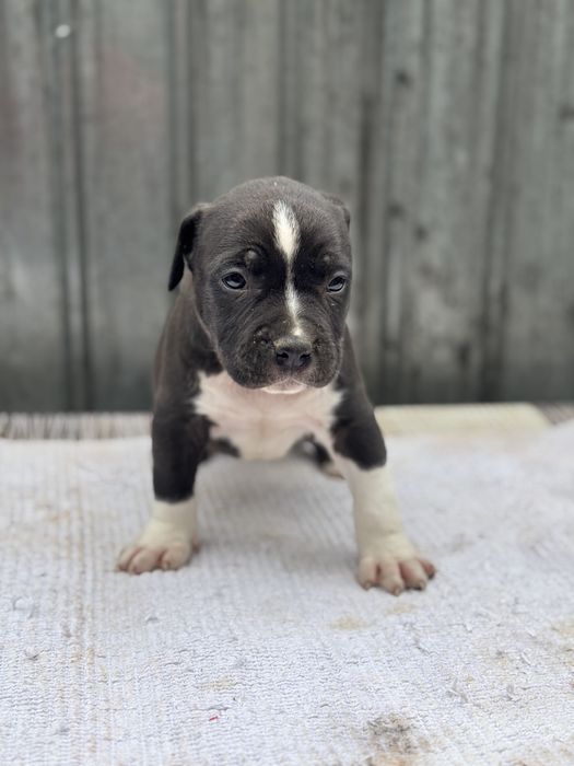 Mascul amstaff rasa pura !
