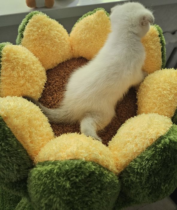 Котенок шотландской вислоухий