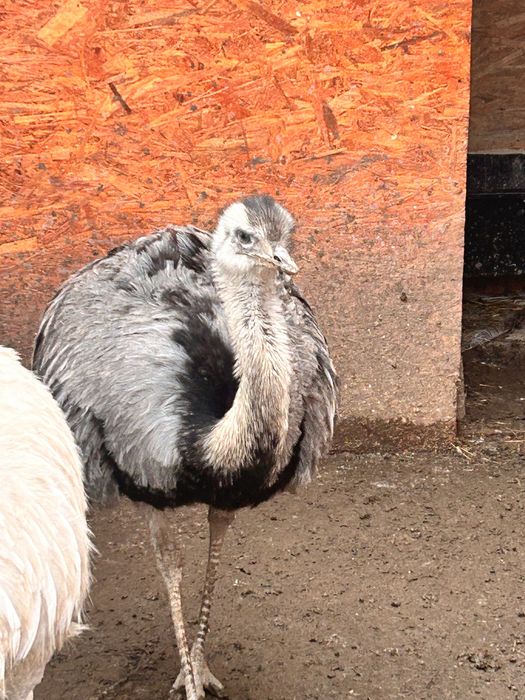 Schimb cu femela struț Nandu