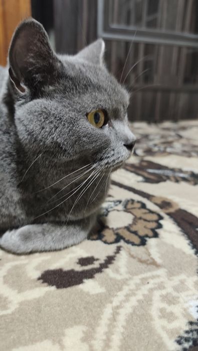 Skotsh Fold
YOSHSKOTSH FOLDI: 1 yosh
Aqlli pokiza latokni biladi