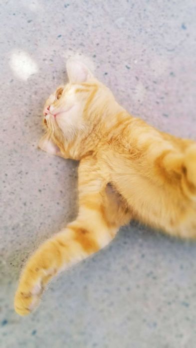 Отдам хорошим людям