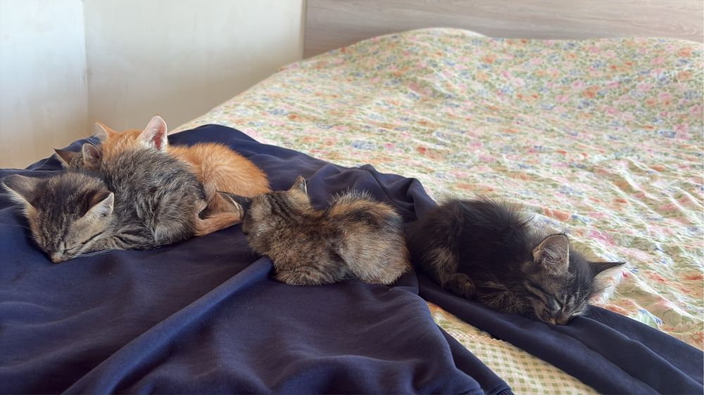Котята Мысыктар мысык